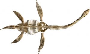 Elasmosaurus Fossil