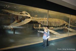 Kronosaurus Fossil
