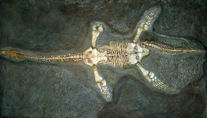 Plesiosaurus Fossil