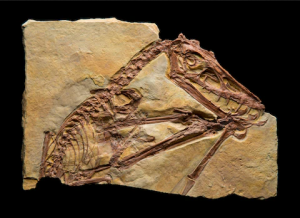 Quetzalcoatlus Fossil