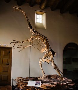 Therizinosaurus Fossil