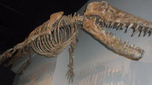 liopleurodon fossil