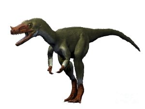 proceratosaurus fossil