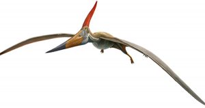 Pteranodon Dinosaur